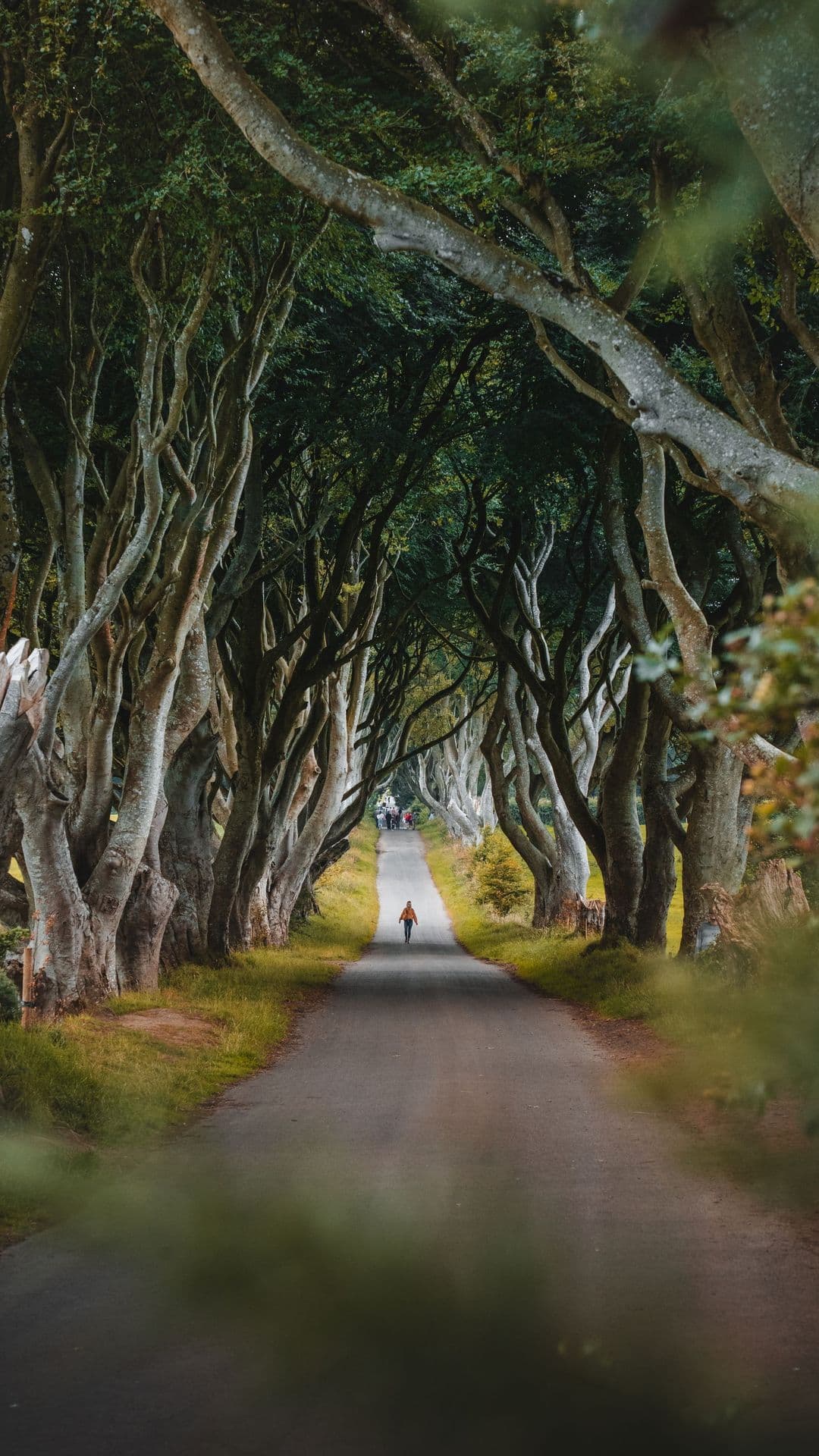 Prepletene krošnje drevoreda Dark Hedges na Severnem Irskem.
